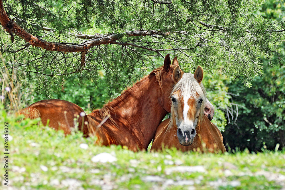 Haflinger 