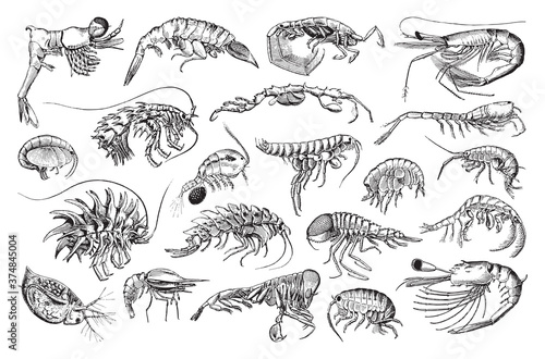 Crustaceans collection - vintage engraved vector illustration from Larousse du xxe siècle