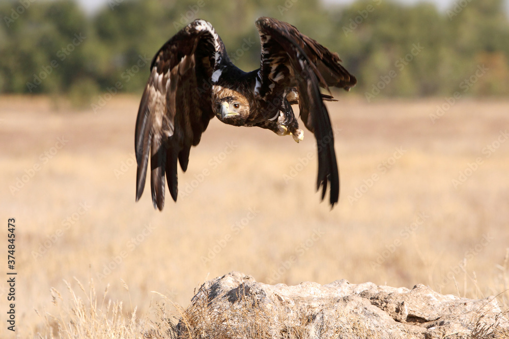 Spanish Imperial Eagle adult male flying with the first light of day Spanish Imperial Eagle adult male flying with the first light of day