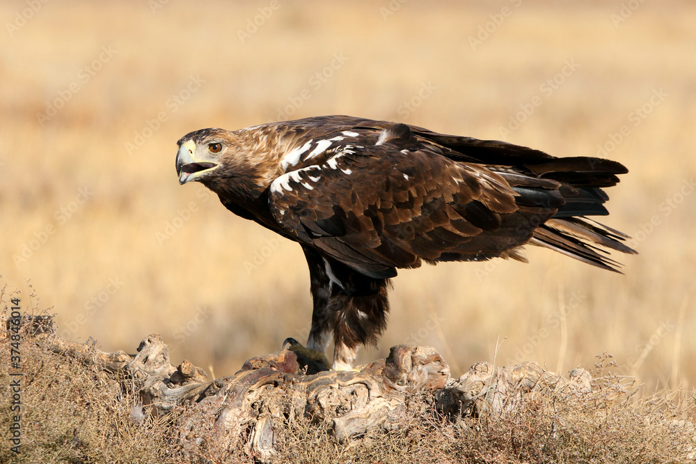 Spanish Imperial Eagle adult male with the first light of day Spanish Imperial Eagle adult male with the first light of day