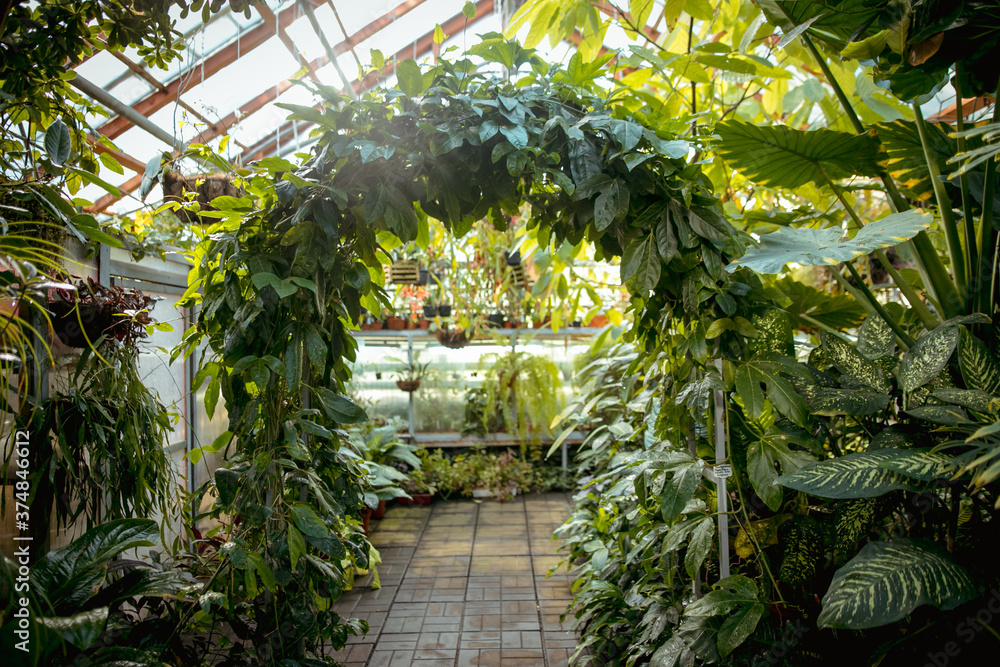 Various exotic plants in a botanical garden, closed greenhouse.