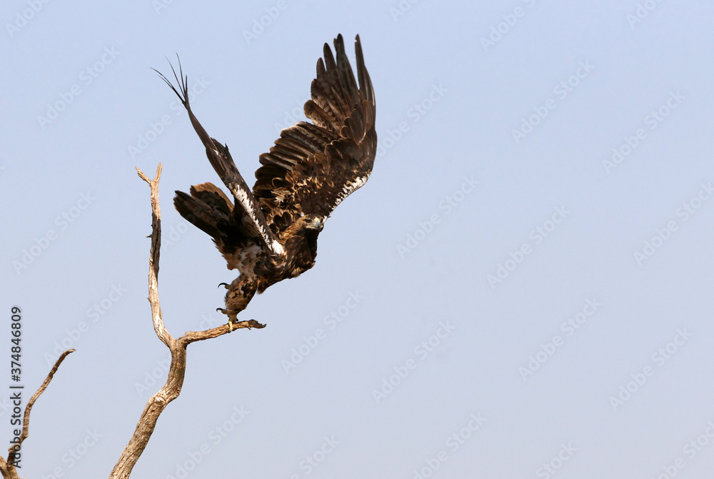Fototapeta premium Spanish Imperial Eagle adult male flying with the first light of day