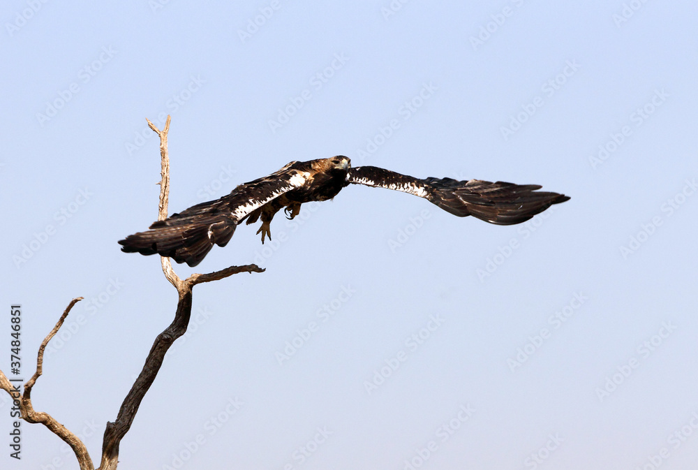 Five years ild female of Spanish Imperial Eagle flying with the first light of day Five years ild female of Spanish Imperial Eagle flying with the first light of day