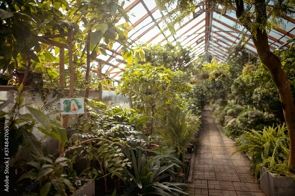 Various exotic plants in a botanical garden, closed greenhouse. Various exotic plants in a botanical garden, closed greenhouse.