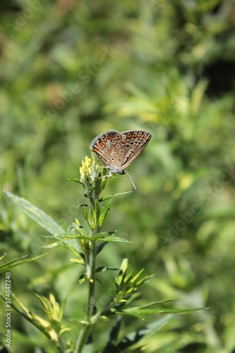 A butterfly sits on a green branch of sagebrush in the park.