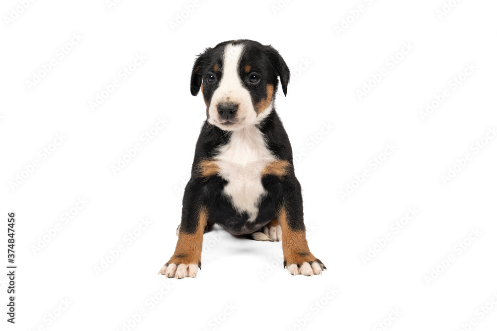 Portrait of a Appenzeller Mountain Sennen Dog pup sitting isolated against a white background