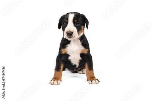 Portrait of a Appenzeller Mountain Sennen Dog pup sitting isolated against a white background © Leoniek