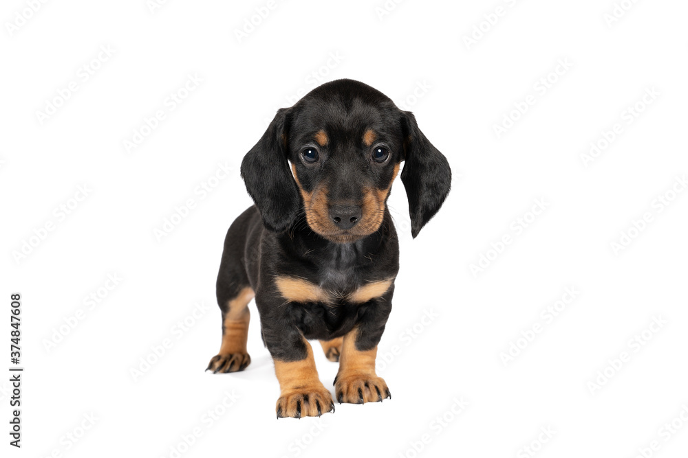 Portrait of a black and tan dachshund pup standing isolated on a white background Portrait of a black and tan dachshund pup standing isolated on a white background