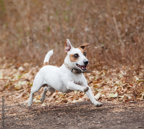 Running dog at autumn