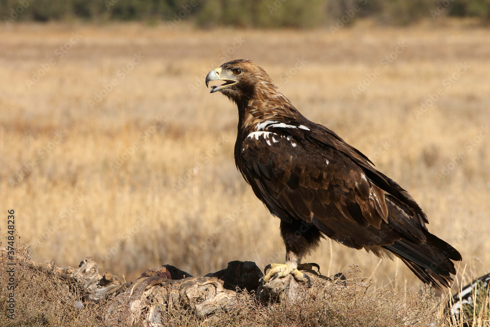 Spanish Imperial Eagle adult male with the first light of day Spanish Imperial Eagle adult male with the first light of day