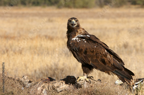 Spanish Imperial Eagle adult male with the first light of day