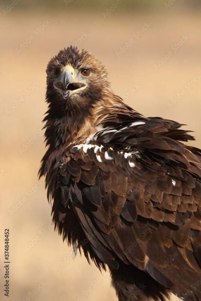 Spanish Imperial Eagle adult male with the first light of day Spanish Imperial Eagle adult male with the first light of day