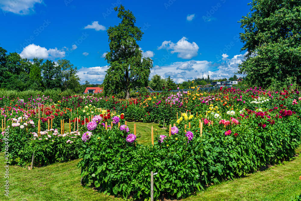 Bodensee, Gärten, Lindau, opulente, üppige Blüten im sommerlichen Lindauer Dahliengarten