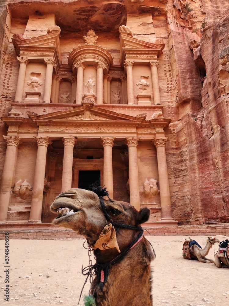 Naklejka premium camels in petra jordan