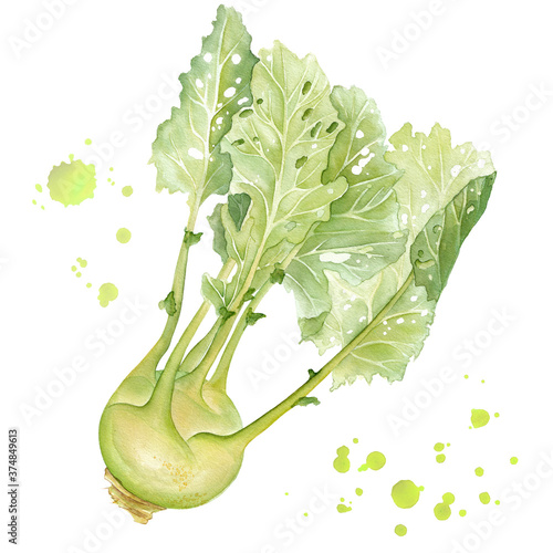 Watercolor realistic botanical illustration of kohlrabi . Colorful. Fresh. Isolated on white. photo