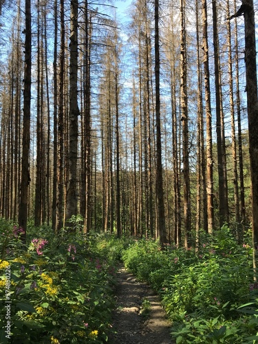 forest in autumn