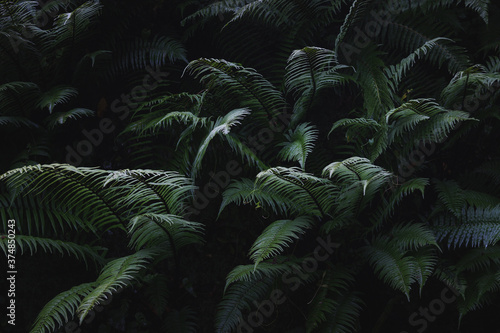 Fototapeta Naklejka Na Ścianę i Meble -  Fresh ferns after rainy day. Asturias, Spain. Dark and mysterious.