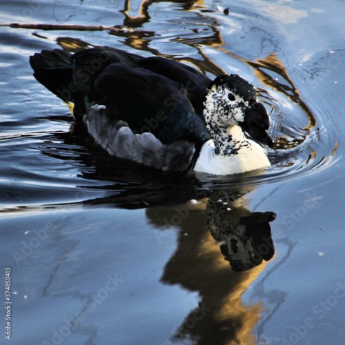 An African Comb Duck in the water photo