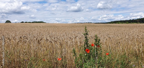 Kornfeld in der Altmark photo