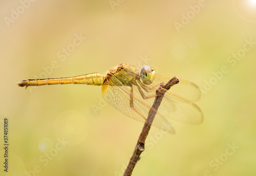 Close up detail of dragonfly. dragonfly image is wild with blur background. Dragonfly isolated. Dragonflies on tree trunks