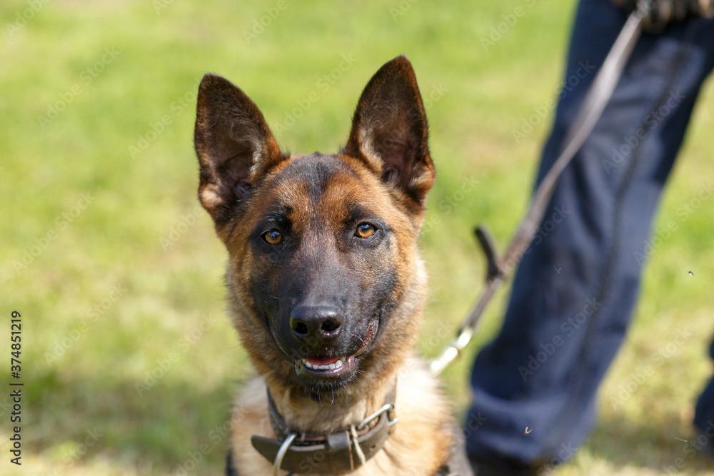 Young Malinois Dog 1 year Belgian Shepherd Young Malinois Dog 1 year Belgian Shepherd