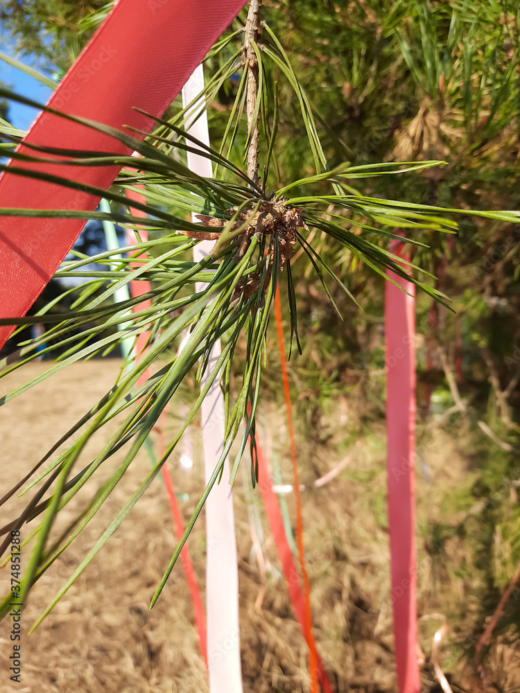 Fototapeta premium Colored ribbons on a tree.