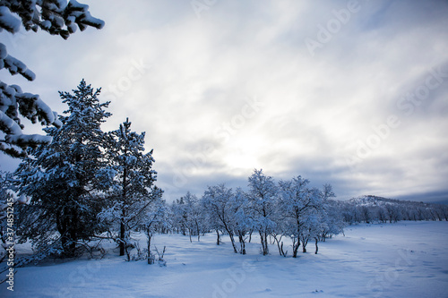 Wallpaper Mural Snow trees and forest in Nuorgam, Lapland, Finland Torontodigital.ca