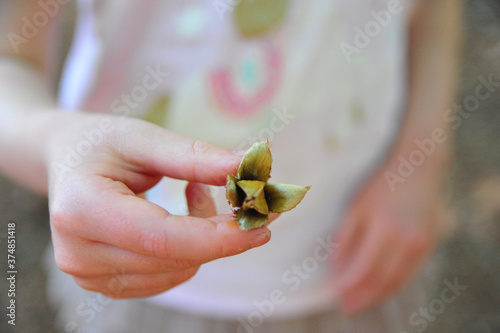 Closeup shot of a young girl holding a single beechnut fruit