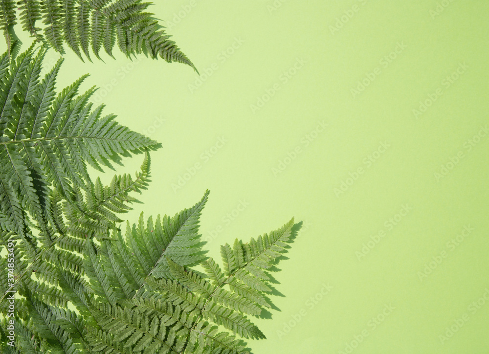 Fern leaves on a green background.Horizontal placement. Place for copy space