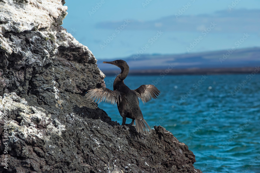 Galapagos Flightless Cormorant (Nannopterum harrisi), Elisabeth Bay, Isabela Island, Galapagos, Ecuador