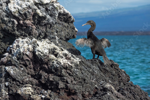Galapagos Flightless Cormorant  Nannopterum harrisi   Elisabeth Bay  Isabela Island  Galapagos  Ecuador