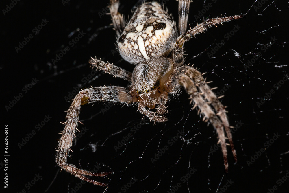 The spider sits on the web. Close-up. Macro The spider sits on the web. Close-up. Macro