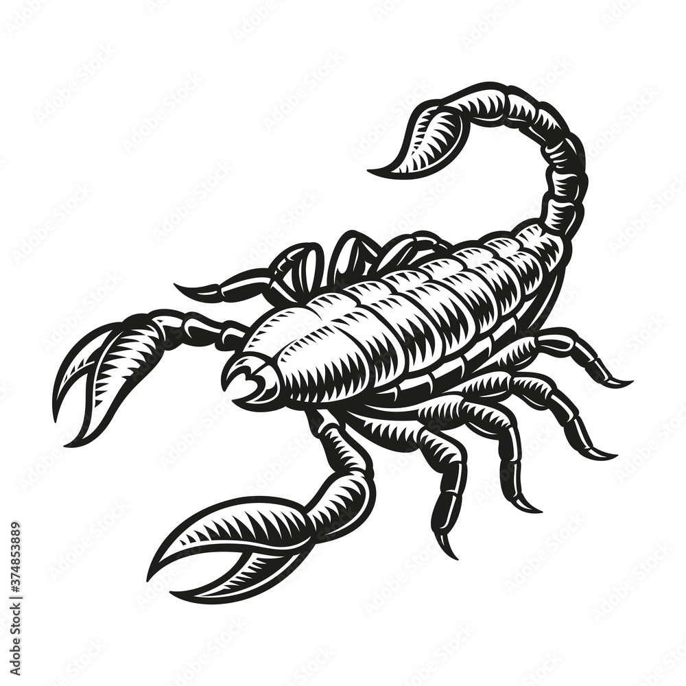 Scorpio zodiac sign vector illustration isolated on white background