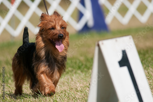 Φωτογραφία Australian Terrier