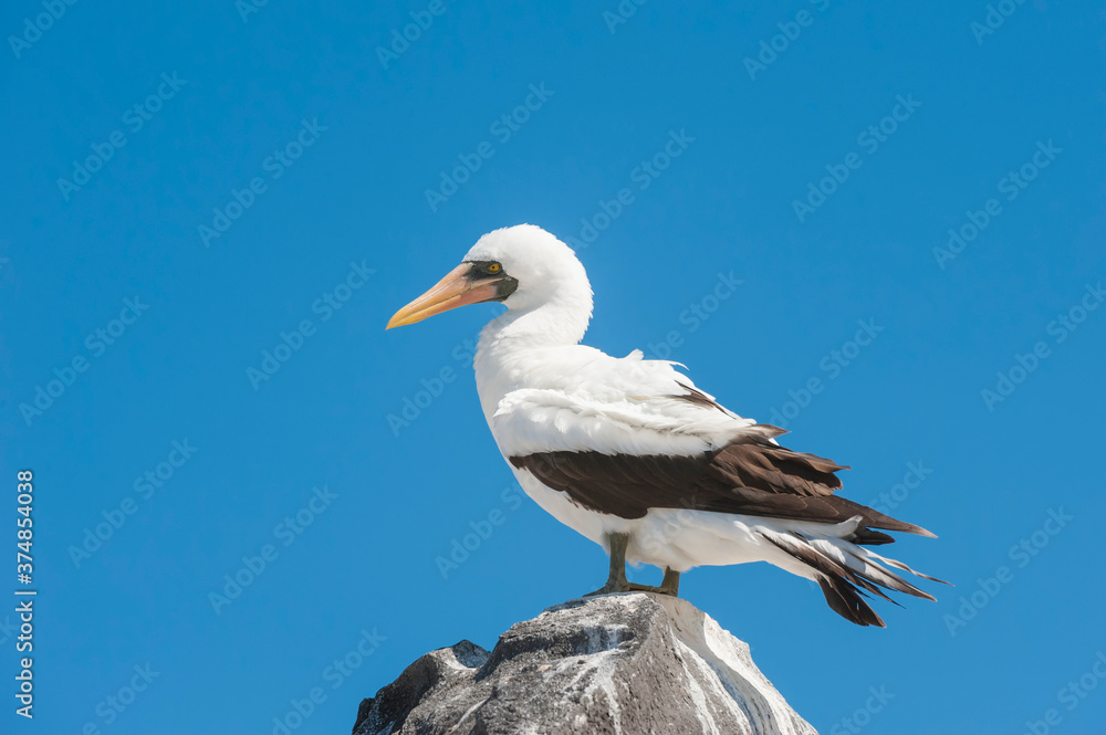 Nazca Booby (Sula granti), Hispanola Island, Galapagos, Ecuador Nazca Booby (Sula granti), Hispanola Island, Galapagos, Ecuador