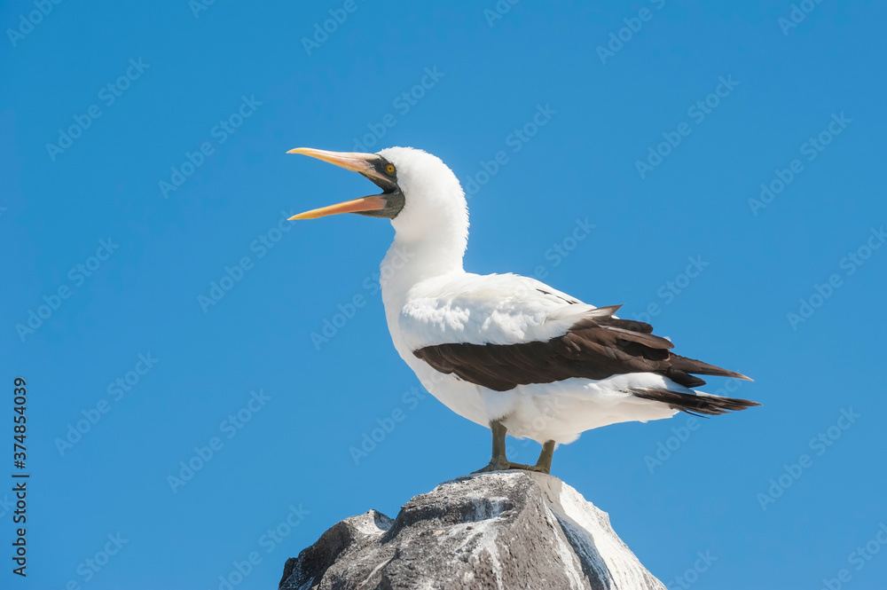 Nazca Booby (Sula granti), Hispanola Island, Galapagos, Ecuador Nazca Booby (Sula granti), Hispanola Island, Galapagos, Ecuador