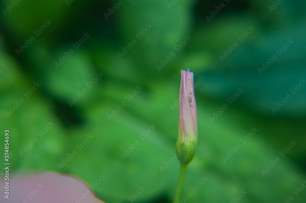  pink flower bud. pink bindweed wildflower