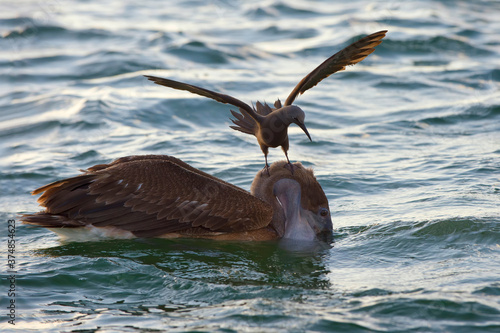 Brown Noddy (Anous stolidus galapagensis) sitting on the head of a Brown Pelican (Pelecanus occidentalis urinator) and trying to steal a fish , Black Turtle Bay, Santa Cruz Island, Galapagos, Ecuador photo