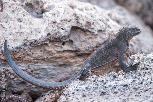 Marine Iguana  Amblyrhynchus cristatus   South Plaza Island  Galapagos  Ecuador  Unesco World Heritage Site