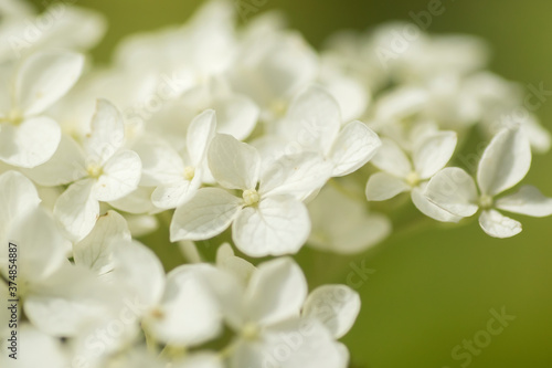Beautiful white hydrangea blooms on green background in the end of summer