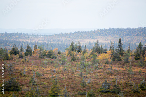 Autumnal landscape of slope bog at Riisitunturi National Park in Finland, Northern Europe