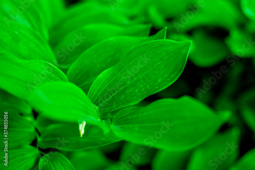 Green tropical plant close-up. Abstract natural floral background Selective f...