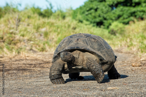 Galapagos Giant Tortoise (Geochelone elephantophus vandenburgi), Bahia Urvina, Isabela Island, Galapagos, Ecuador, Unesco World Heritage Site