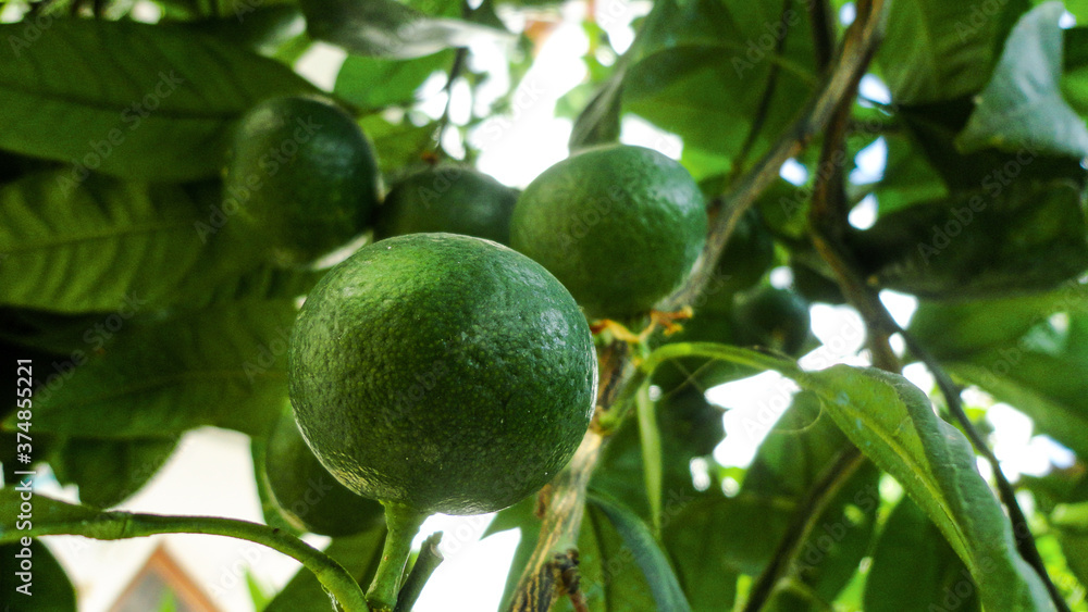 Fresh organic green lemon hanging from the tree branch in an lemon orchard
