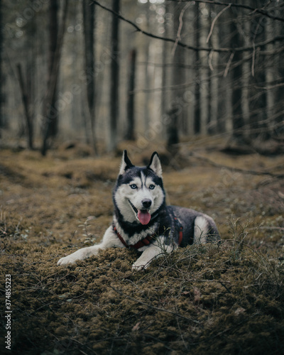 Husky dog ​​lies in the forest © Василий Котляров
