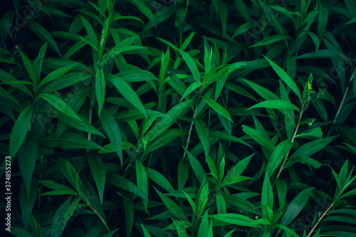nice and textural,green and clean plant leaves
