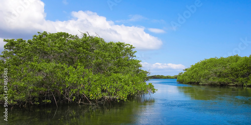 Red mangroves  Elisabeth Bay  Isabela Island  Galapagos Islands  UNESCO World Heritage Site  Ecuador.