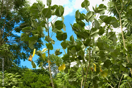 Scalesia pedunculata forest, Santa Cruz Island, Galapagos Islands, UNESCO World Heritage Site, Ecuador. photo