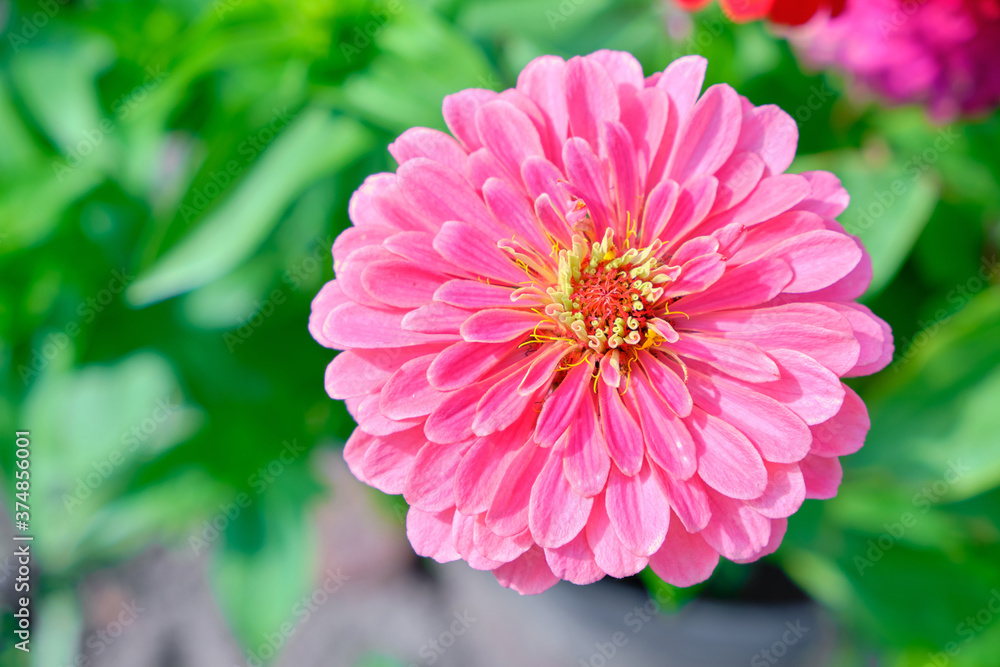 Fototapeta premium Cynia is bright pink flower on green background.