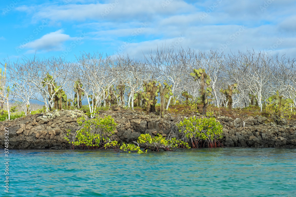 Palo Santo (Bursera graveolens), Red Mangrove (Rhizophora mangle) and Giant Prickly Pear cactus (Opuntia), Santa Cruz Island, Galapagos, Ecuador, Unesco World Heritage Site